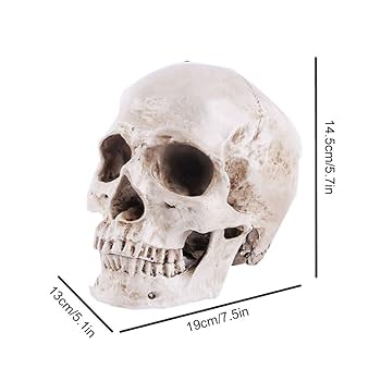 Revell 　レベル　human skull 人間の頭蓋骨模型キット 未組立 Revell レベル human skull 人間の頭蓋骨模型キット 未組立